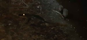 caiman, spot caimans, amazon river, amazon jungle, amazonas