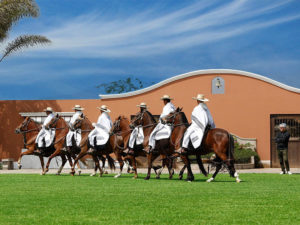 Peruvian Paso Horse